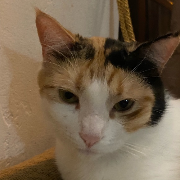 Meet your Posher, Jacqueline - Picture 3 of 6